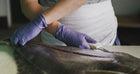 PRE-ORDER Pacific Halibut Share - 2026 Catch